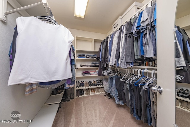 walk in closet with carpet