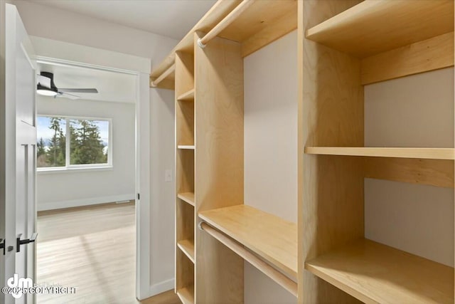 spacious closet with ceiling fan and light wood-style flooring