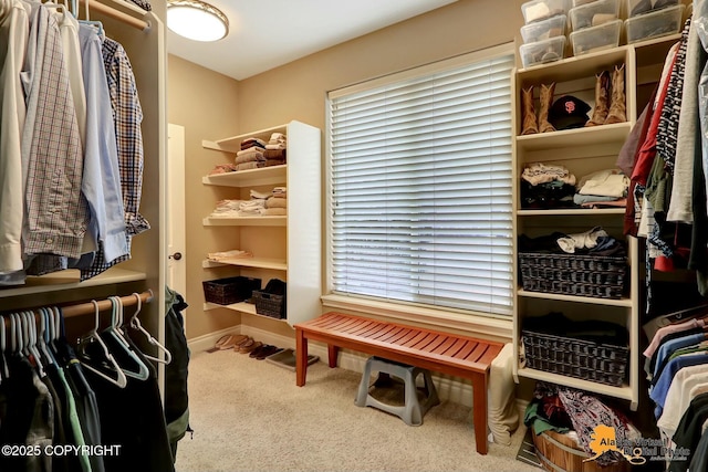 spacious closet with carpet