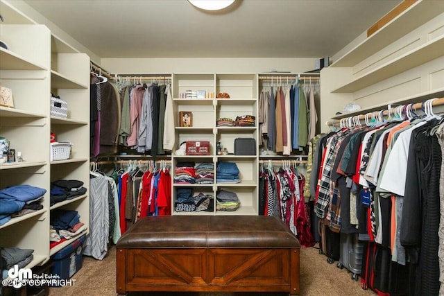 walk in closet featuring carpet floors