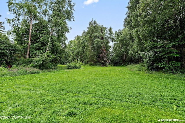 view of local wilderness
