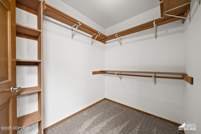 walk in closet featuring carpet flooring