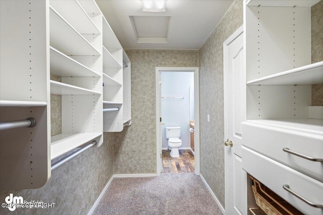 spacious closet featuring carpet flooring