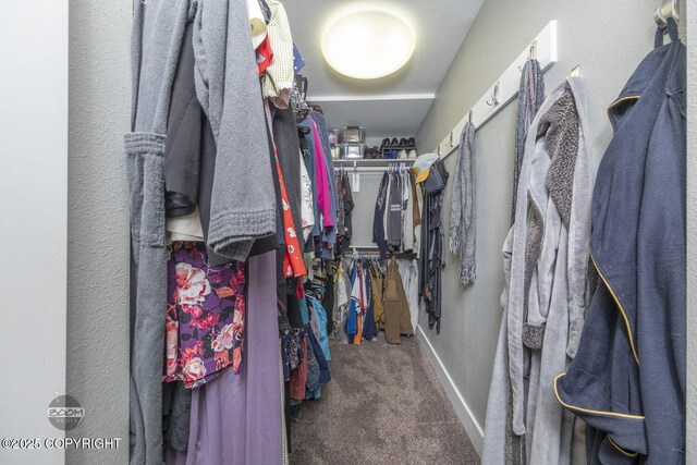 walk in closet featuring carpet floors