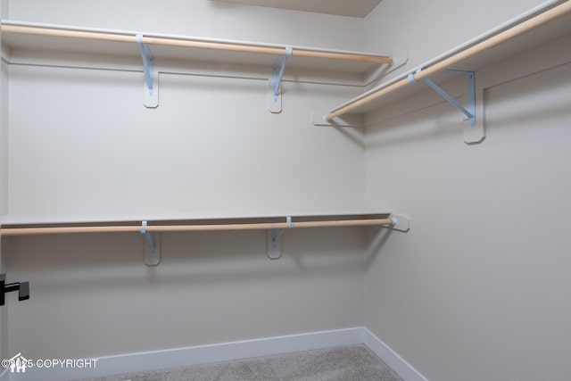 walk in closet featuring carpet floors
