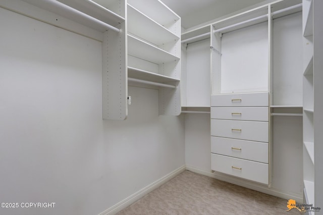 spacious closet featuring carpet floors