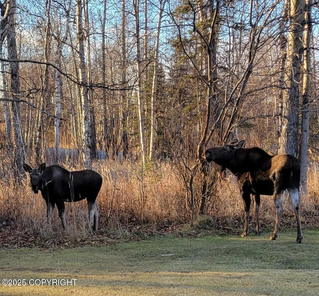 981 E Susitna Dr, Wasilla, AK 99654 - view of horse barn