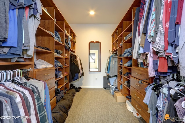 walk in closet with carpet flooring