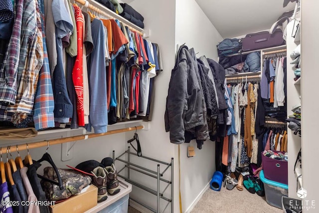 spacious closet featuring carpet floors