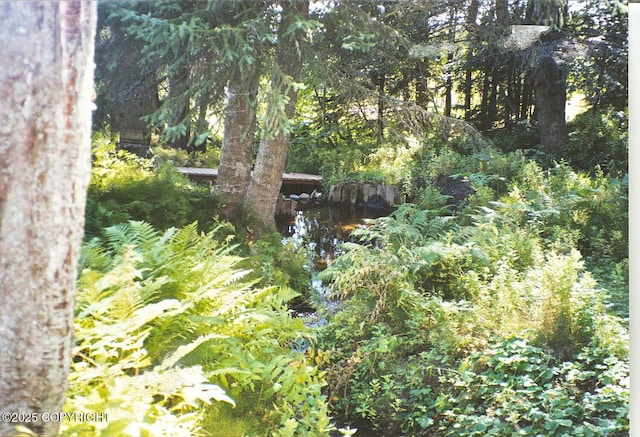 4075 Mattox Rd, Homer, AK 99603 - view of tree filled area