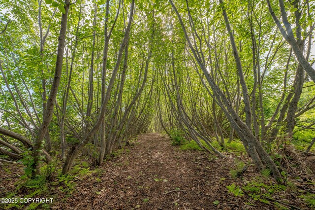 1855 Mission Rd, Homer, AK 99603 - view of wooded area