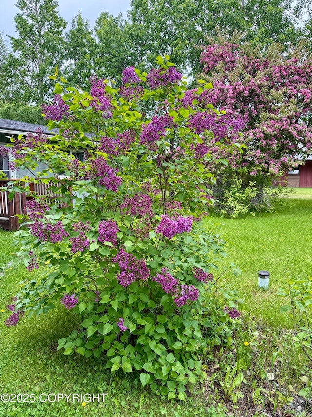 4941 E Rhubarb Cir, Wasilla, AK 99654 - view of green lawn