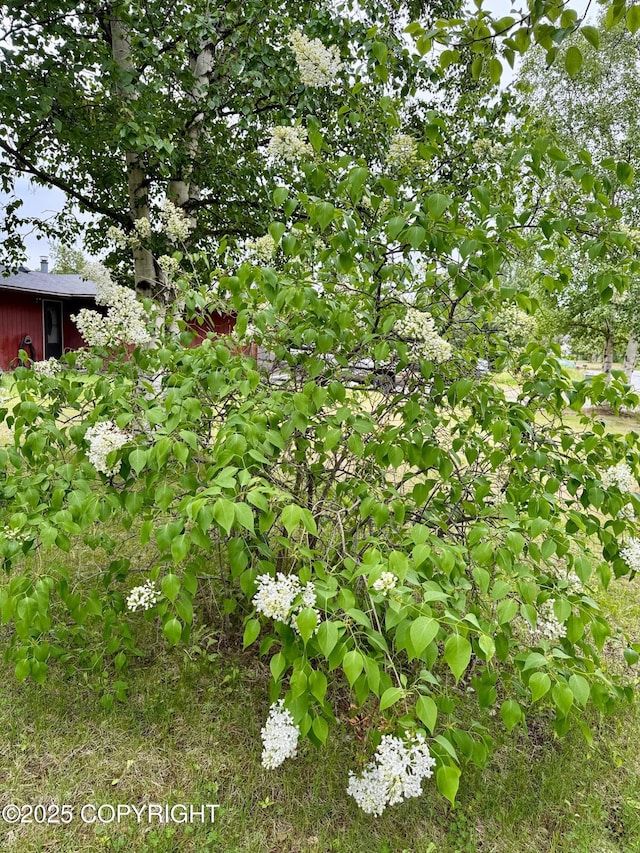 4941 E Rhubarb Cir, Wasilla, AK 99654 - view of undeveloped land