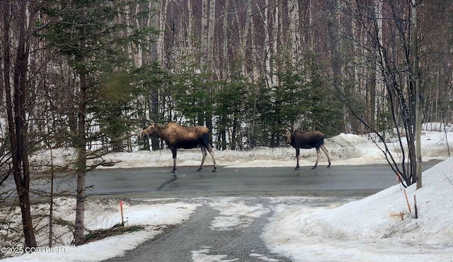 3800 E Birch View Dr, Wasilla, AK 99654 - view of street