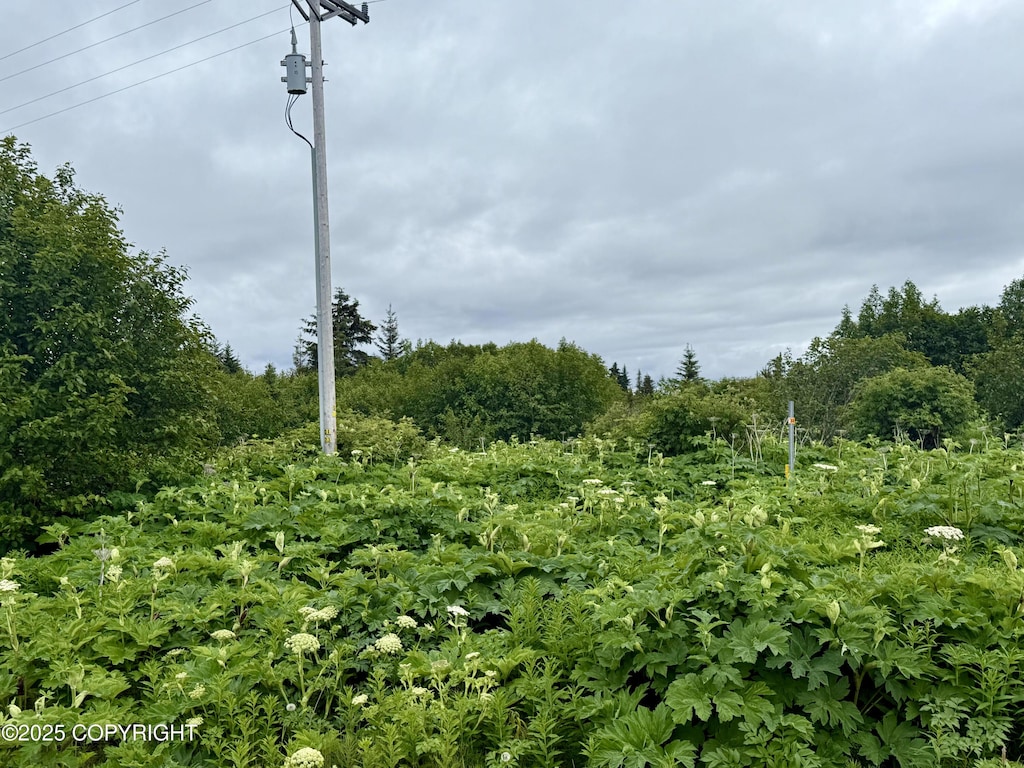 31025 Whiskey Gulch St, Anchor Point, AK 99556 - view of woods