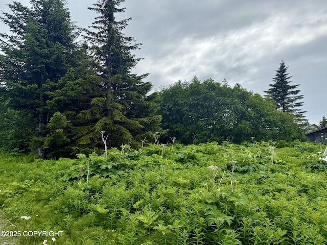 31025 Whiskey Gulch St, Anchor Point, AK 99556 - view of undeveloped land
