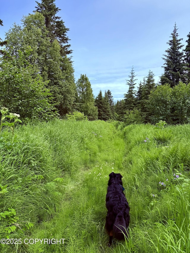 12210 Sterling Hwy, Ninilchik, AK 99639 - photo 5