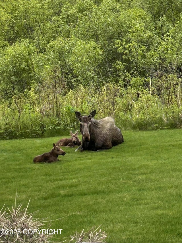 40755 Morning Star Rd, Homer, AK 99603 - photo 54