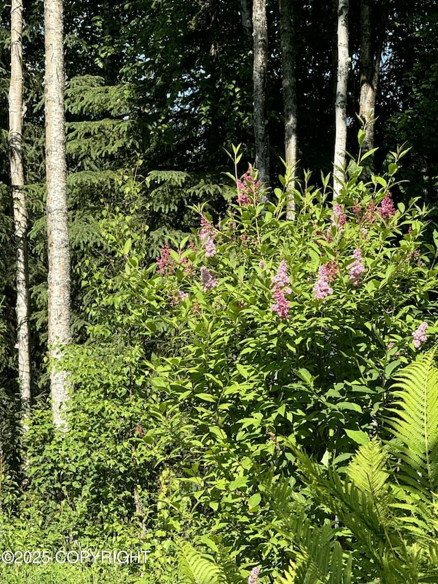 9803 W King Arthur Dr, Wasilla, AK 99623 - view of nature