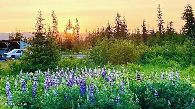 68021 Jolly Ave, Anchor Point, AK 99556 - view of local wilderness