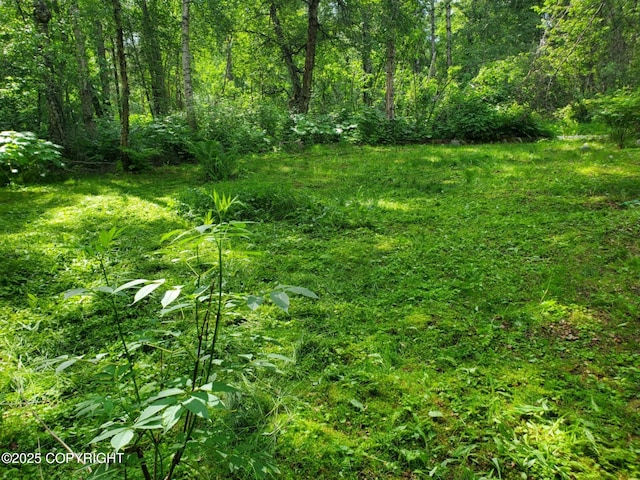 22120 S Easy St, Talkeetna, AK 99676 - view of woods