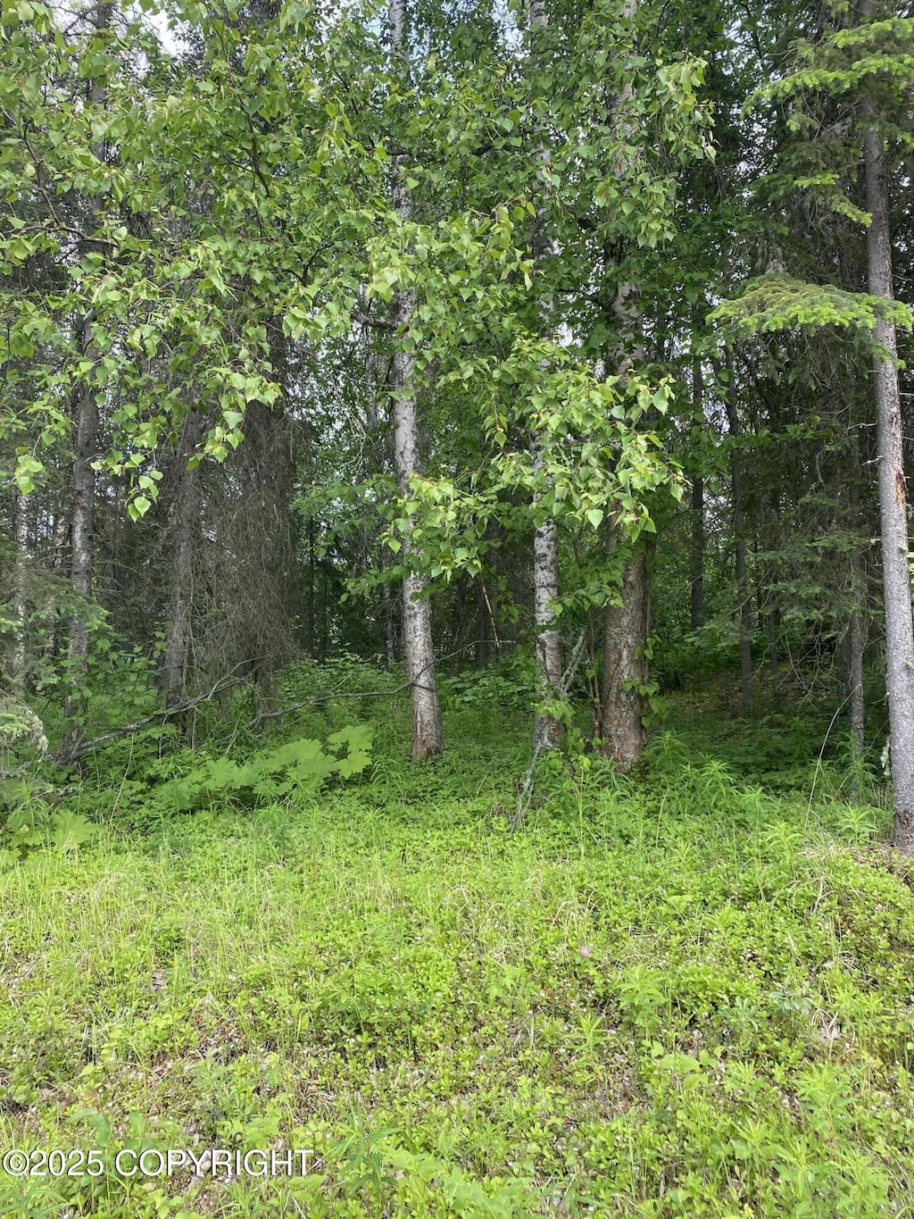 1511 S Kittiwake St, Wasilla, AK 99645 - photo 1
