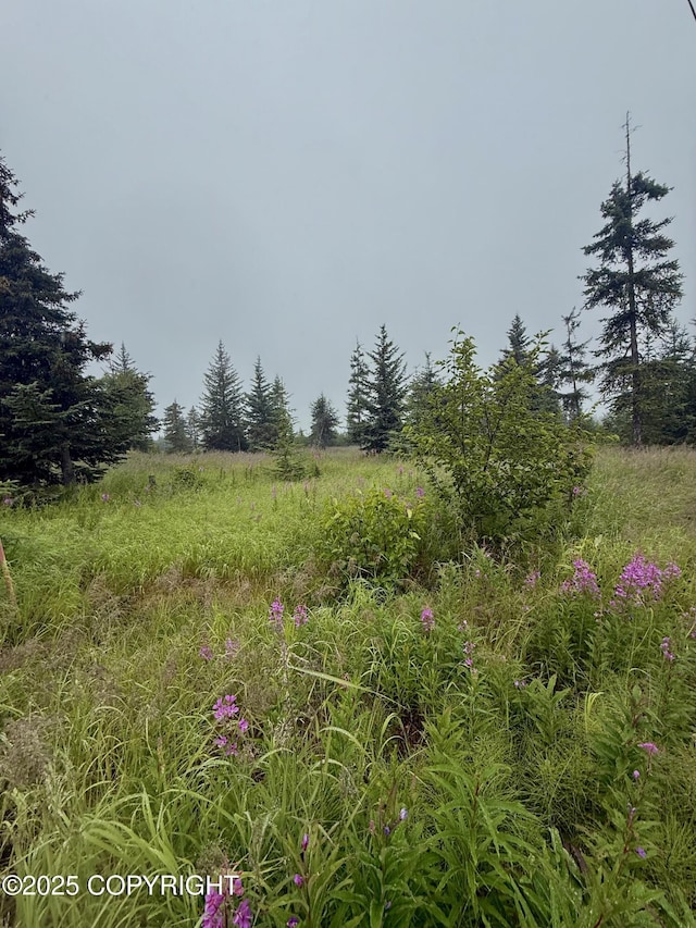 31575 Whiskey Gulch St, Anchor Point, AK 99556 - photo 9