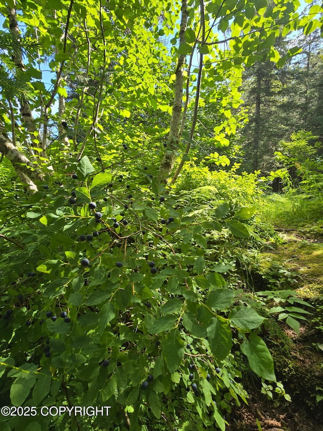 7450 Richardson Hwy, Valdez, AK 99686 - photo 6