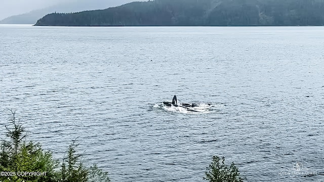 MILE7 Zimovia Hwy, Wrangell, AK 99929 - photo 3