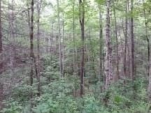 00 Black Fox Dr, Murphy NC, 28906 land for sale