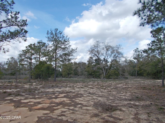 view of local wilderness