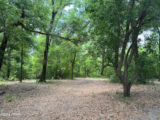 view of local wilderness