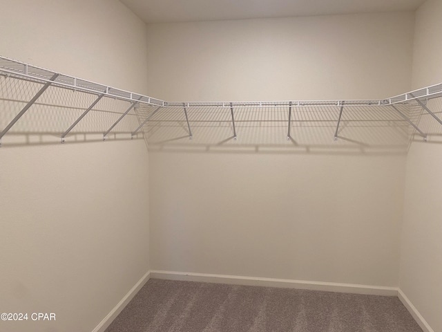 spacious closet featuring carpet floors