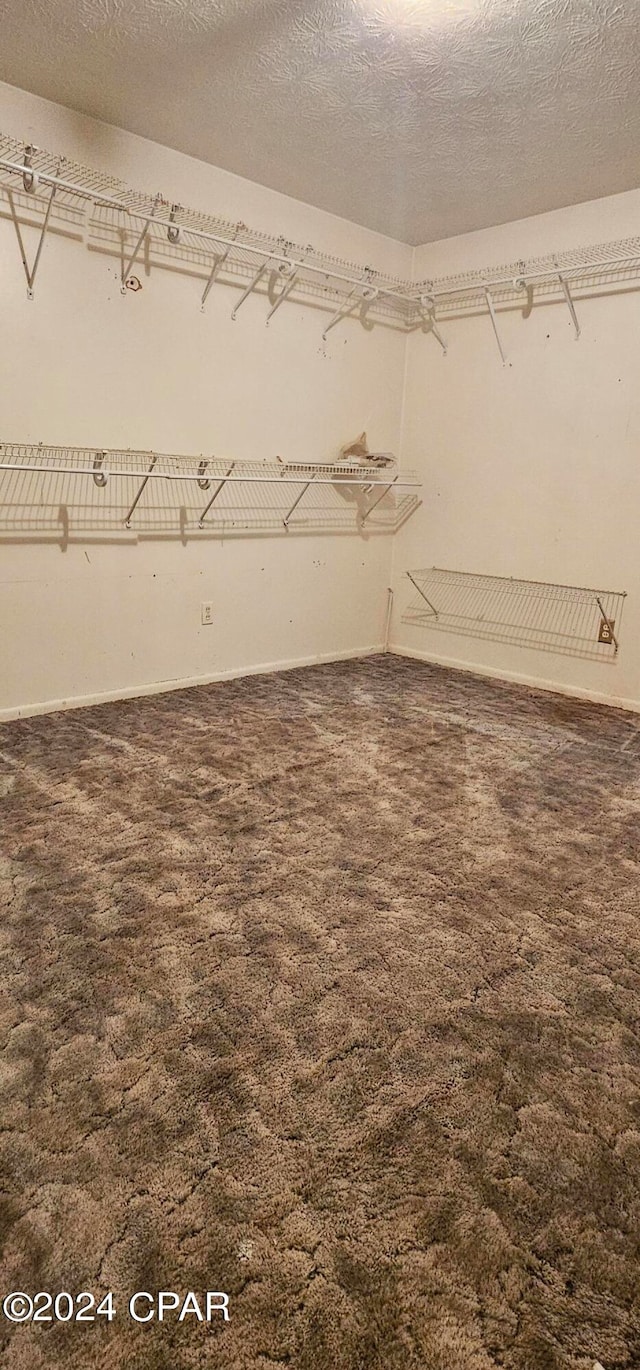 spacious closet featuring carpet