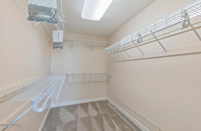 spacious closet featuring carpet floors