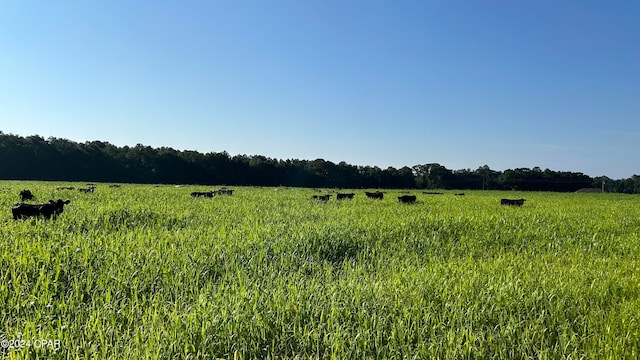 view of local wilderness featuring a rural view