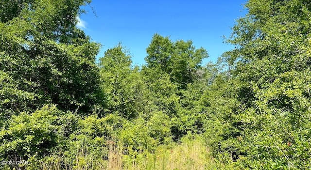 view of local wilderness