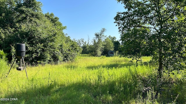 view of local wilderness