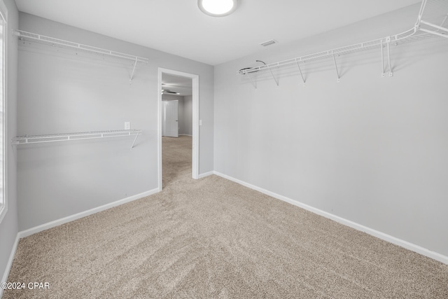 walk in closet featuring carpet floors