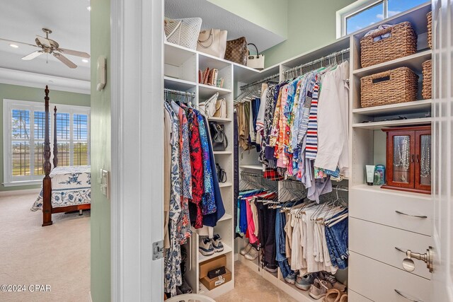 walk in closet with ceiling fan and light carpet