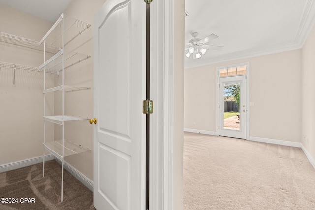 walk in closet featuring carpet and ceiling fan