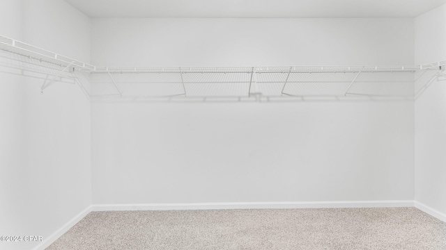 spacious closet featuring carpet floors