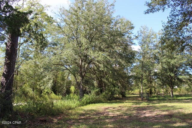 view of local wilderness