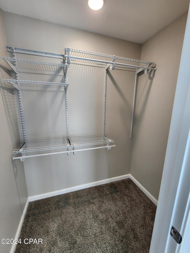 walk in closet with carpet flooring