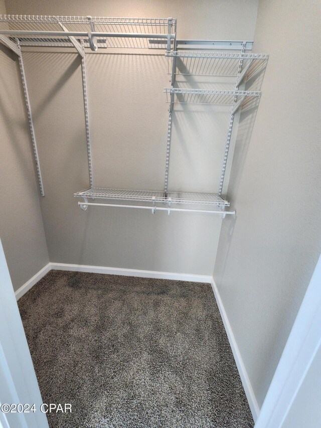 spacious closet featuring carpet flooring