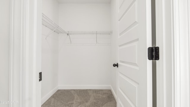 spacious closet featuring carpet