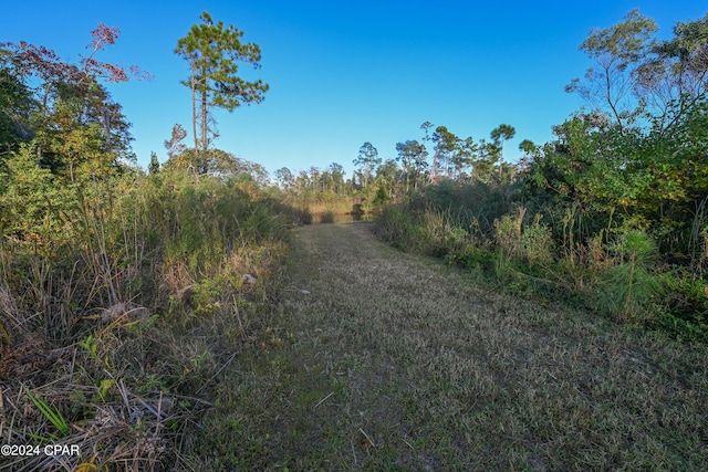 view of local wilderness