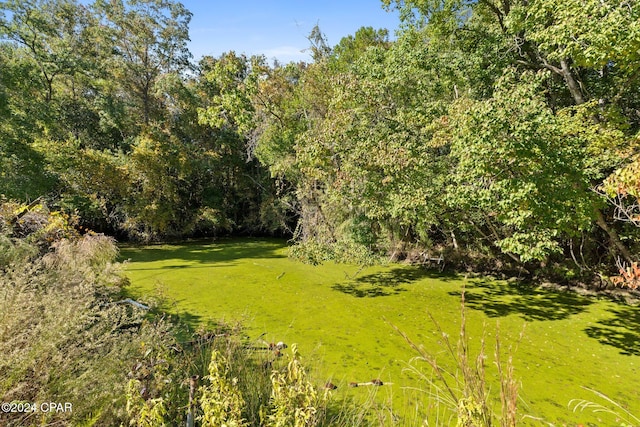 view of local wilderness