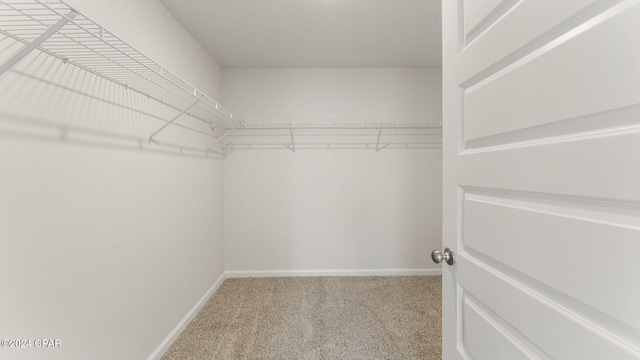 spacious closet featuring carpet flooring