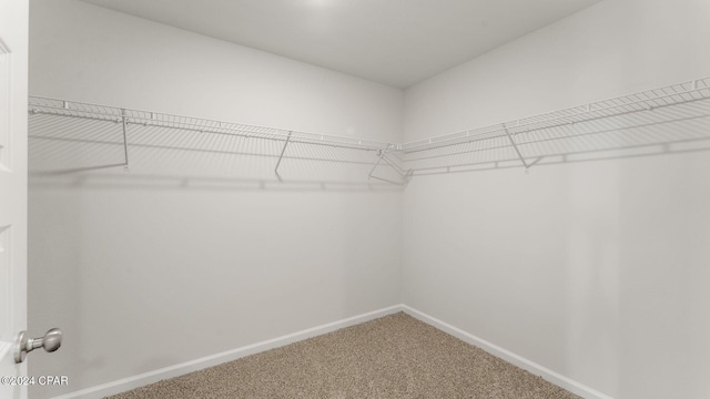 walk in closet featuring carpet floors